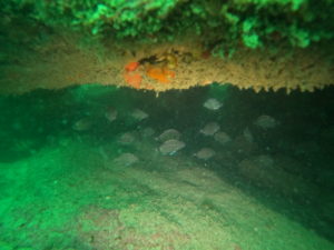 image8