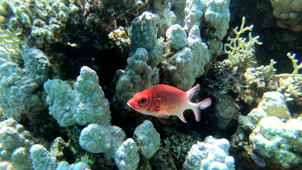 vlcsnap-2024-03-28-13h23m40s143